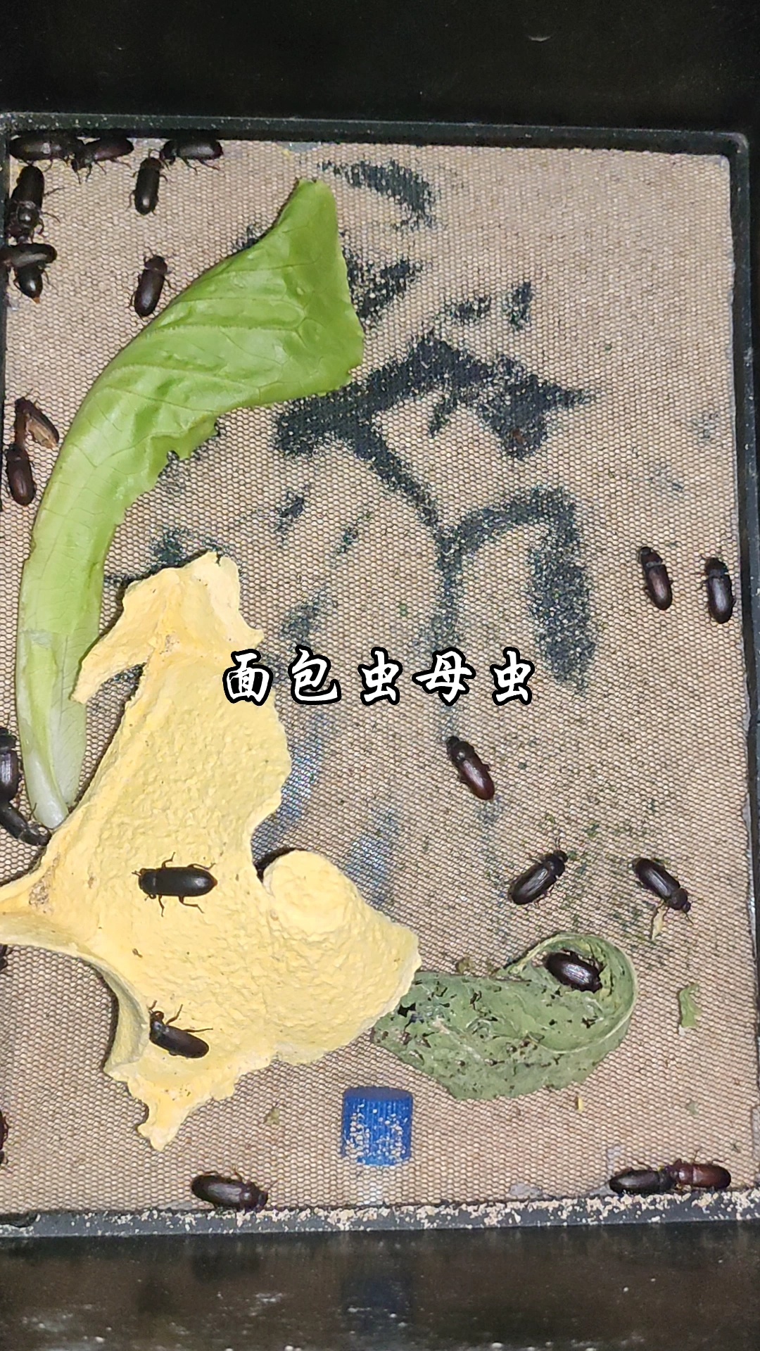 面包虫繁殖,简单易学