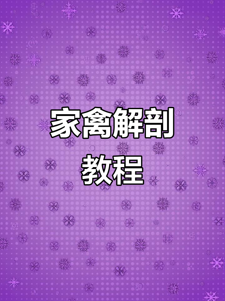 土鸡解剖技巧大揭秘,轻松掌握!