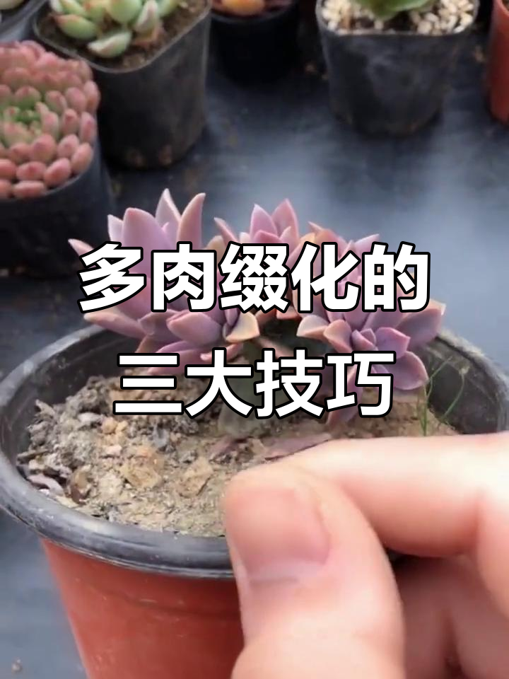 如何让多肉植物缀化?三种方法帮你实现