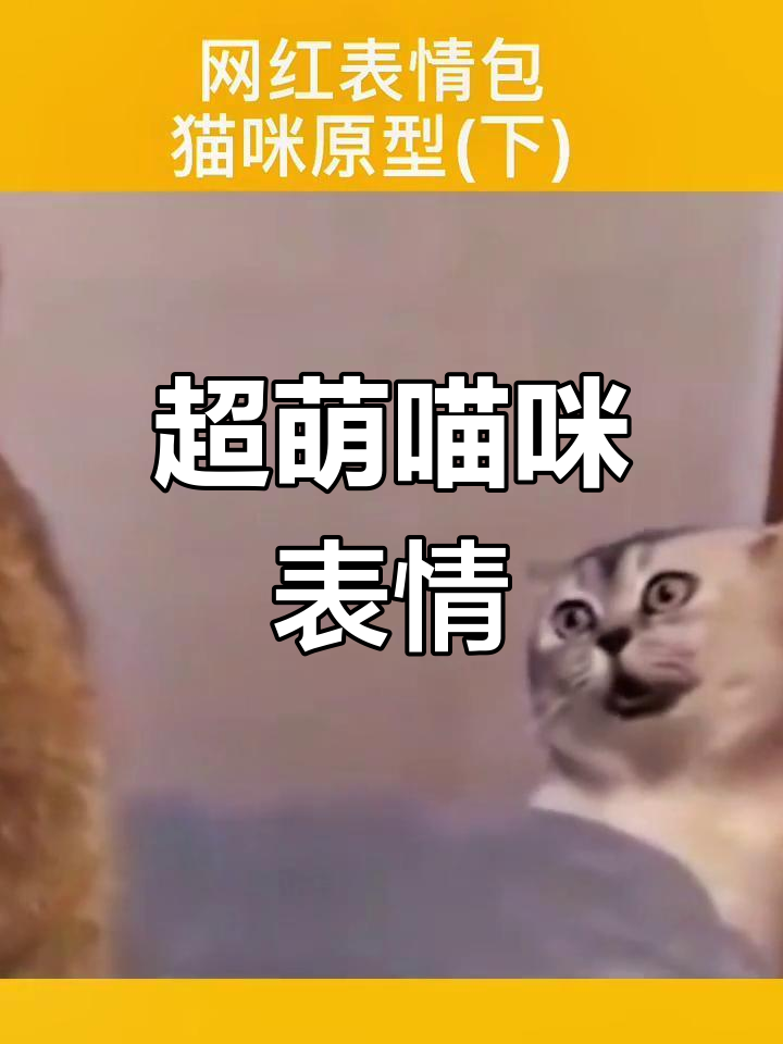 可爱猫咪表情包大盘点