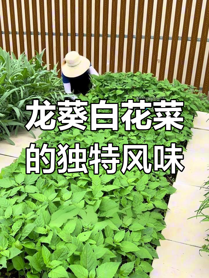白花菜:学名叫龙葵,苦后回甘的野味美味