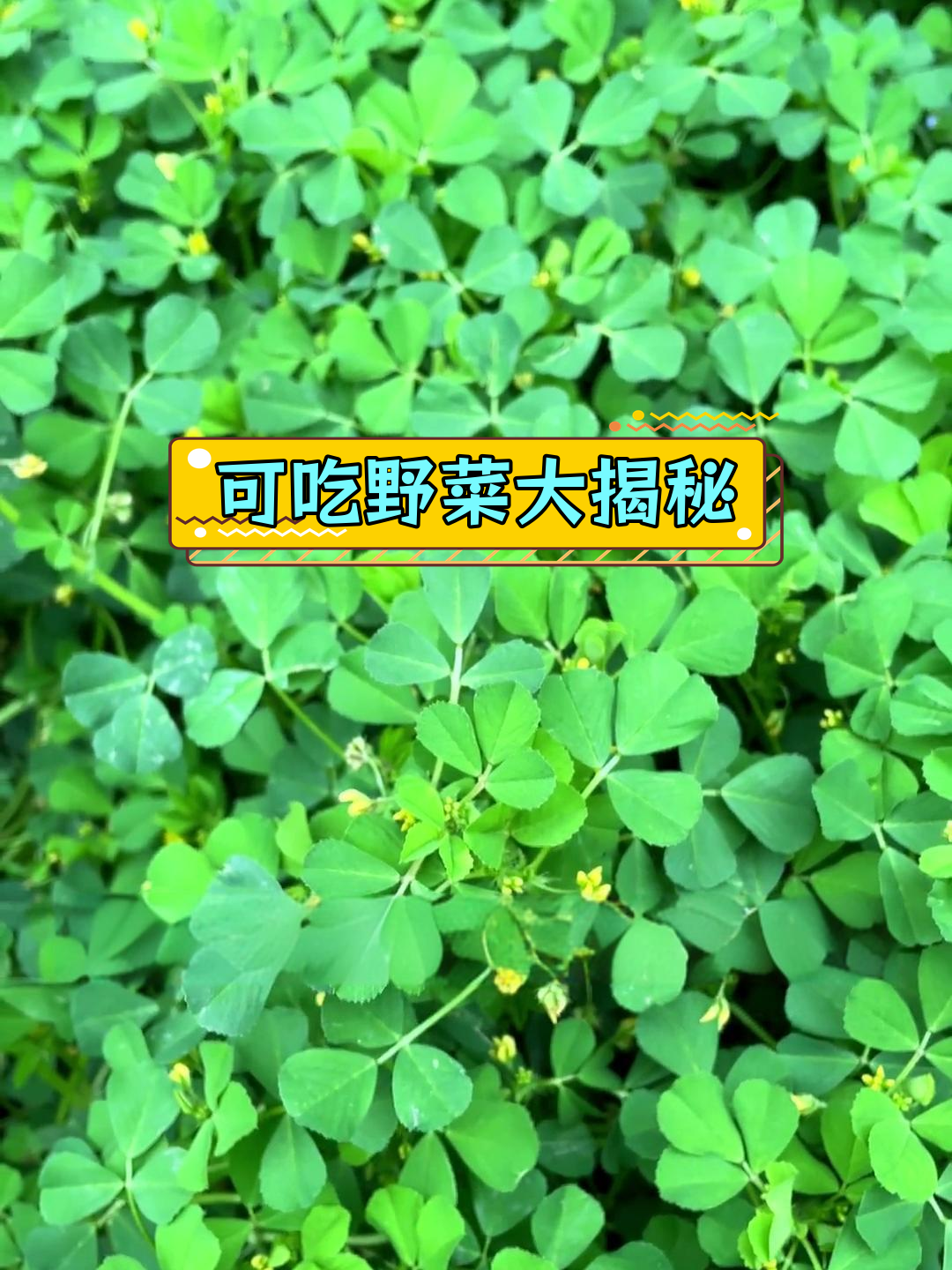 春天小区绿化带可食野菜介绍