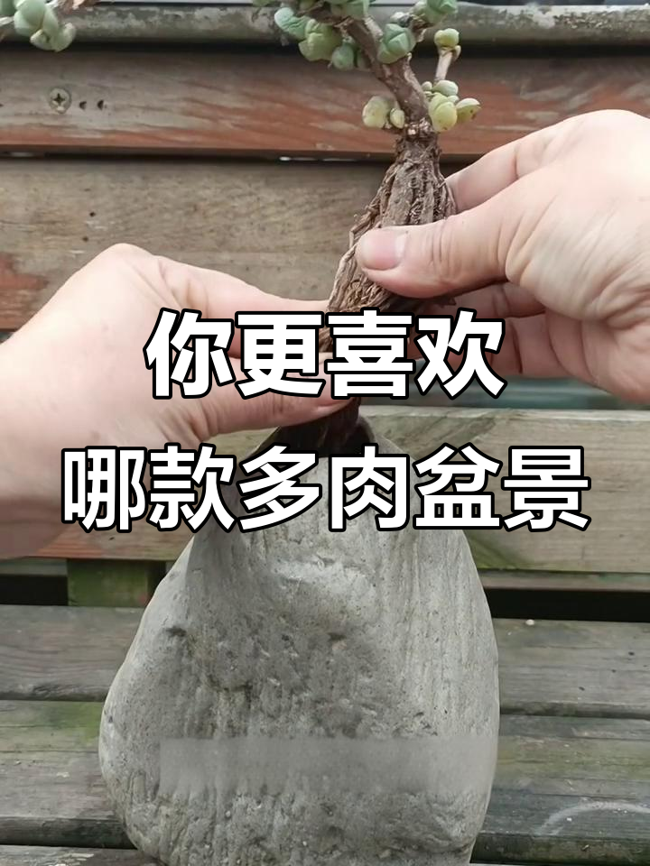 多肉盆景大比拼，哪种更让你心动？