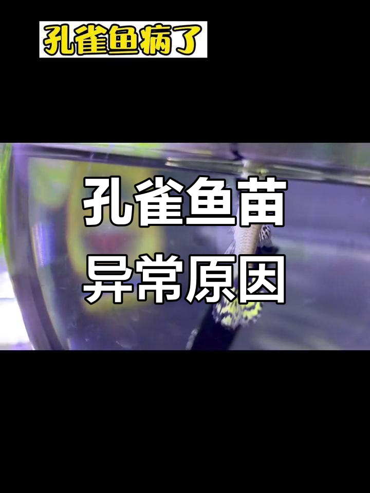 孔雀鱼苗尾巴下垂,腮发红是生病了吗?
