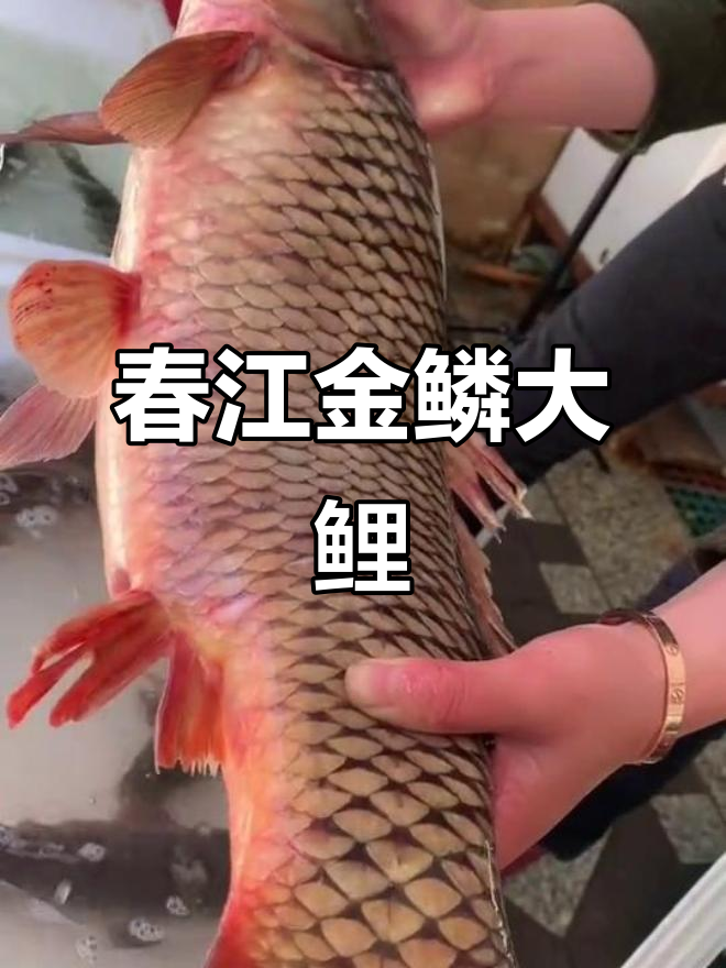 抚远乌苏里江野生大鲤鱼,黄金肚皮惊艳登场