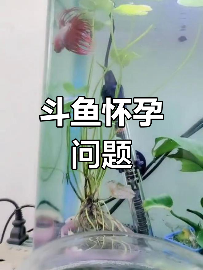 斗鱼肚子大,可能是怀孕,但分居打架怎么办?