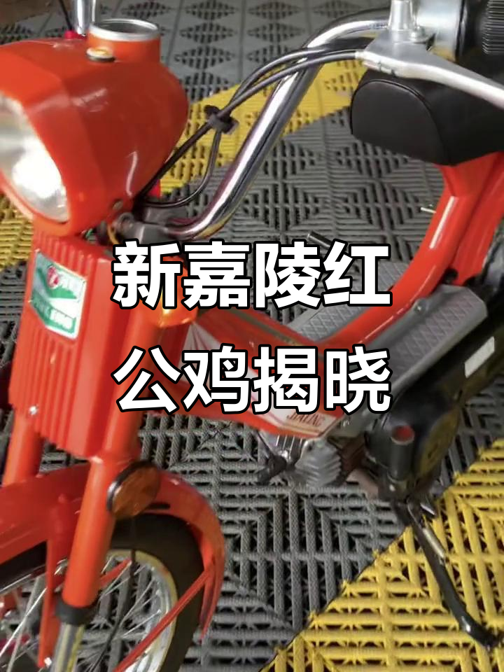 全国首只新嘉陵红公鸡亮相，独特品种惊艳全场