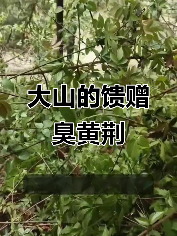 贵州深山宝贝臭黄荆,神仙豆腐与药材的秘密