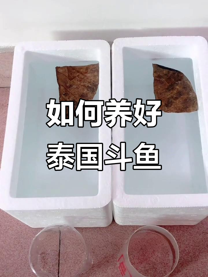 斗鱼繁殖全攻略:从准备到成功孵化