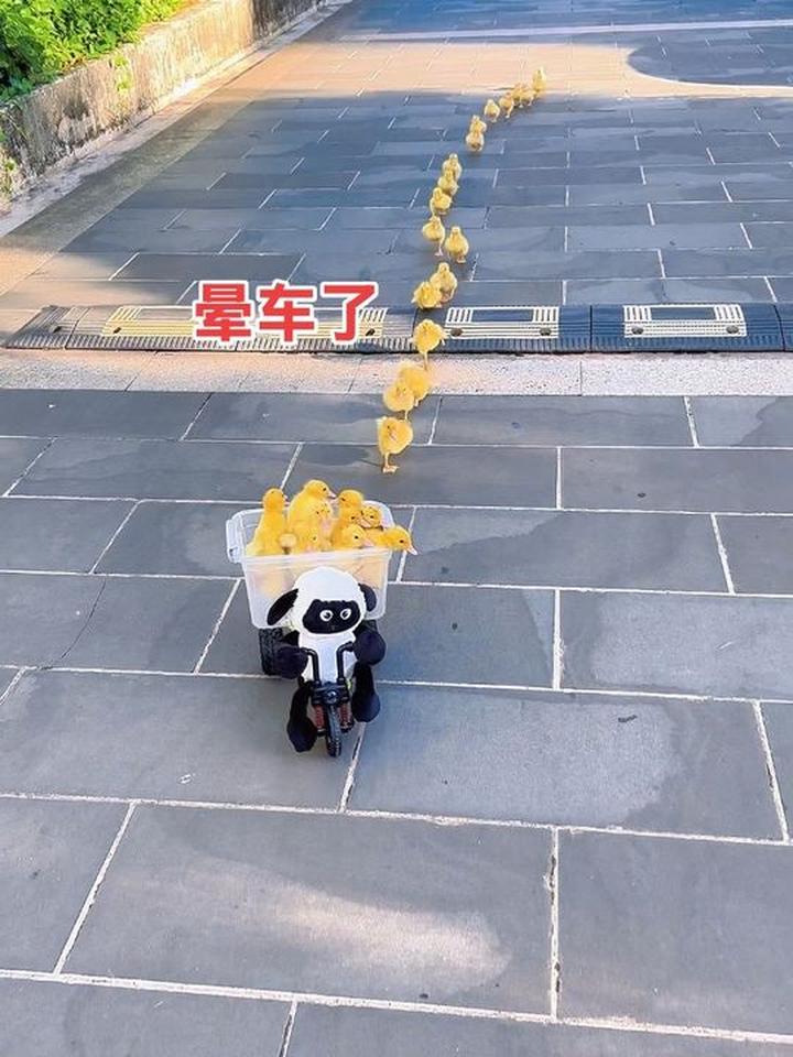 鸭子晕车，前面跳车的小鸭，是不是有预知未来的能力