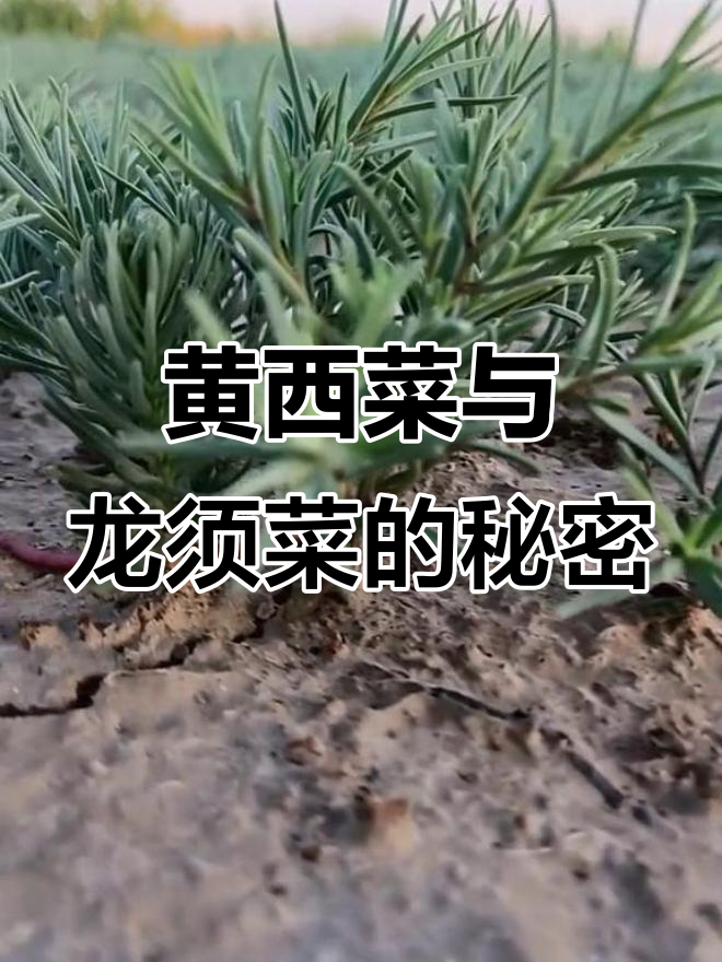 探秘黄西菜与龙须菜的独特魅力,农村生活的真实记录