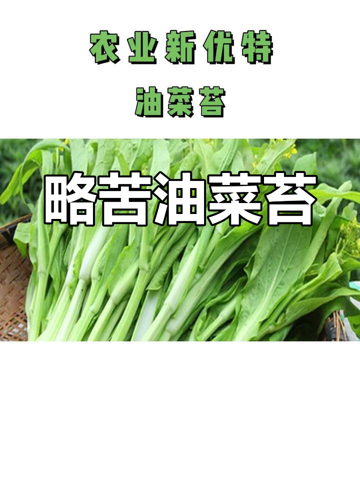 油菜苔的独特味道与营养价值