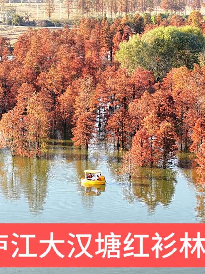 纪录美好生活 红衫林 沉默的荣耀主题曲 花又期 航拍合肥庐江县柯坦镇大汉塘红衫林冬日美景@