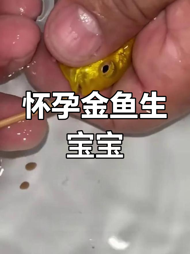 金鱼产崽全过程揭秘