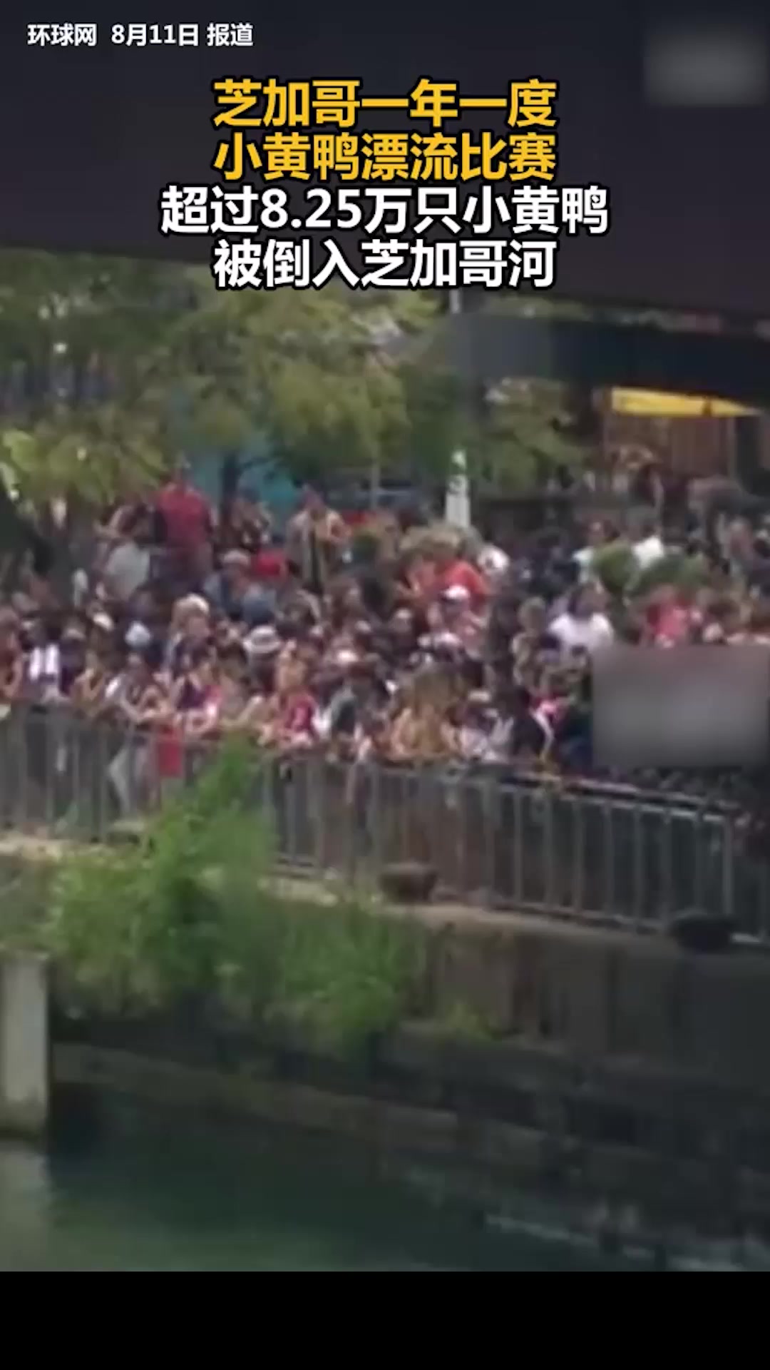 芝加哥一年一度小黄鸭漂流比赛，超过8.25万只小黄鸭被倒入芝加哥河