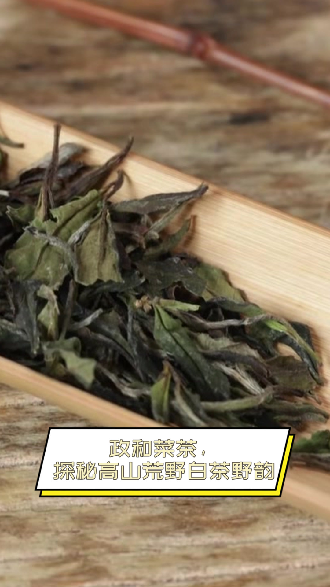政和菜茶,探秘高山荒野白茶野韵