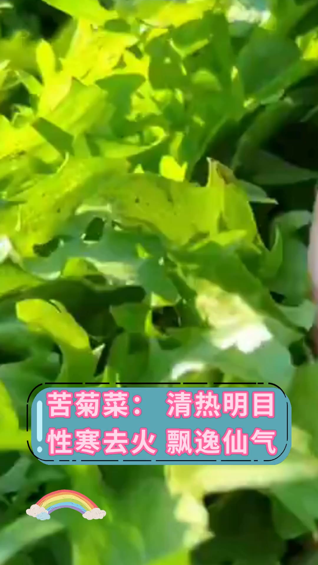 苦菊菜:清热明目性寒去火 飘逸仙气