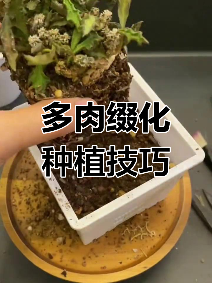 皱叶麒麟多肉缀化新形态,搭配硅藻土种植效果惊艳