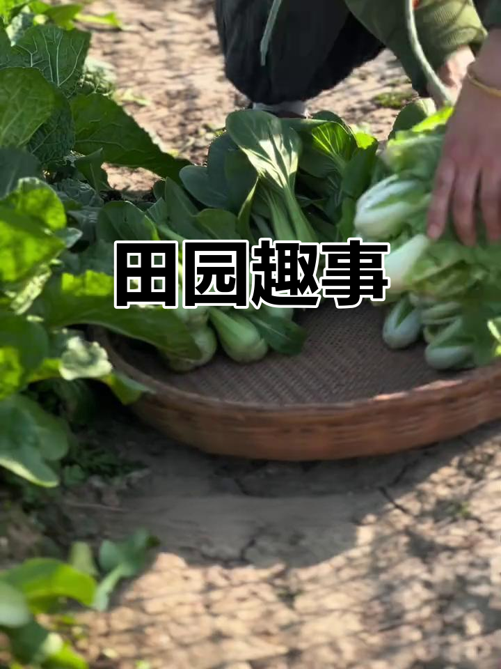 菜地意外长出芥菜,晒干做成梅干菜,田园生活趣味无穷