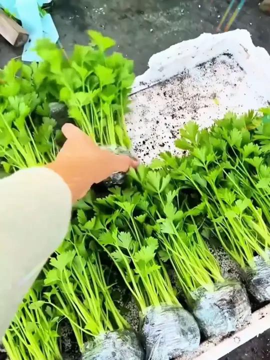 皇后大西芹苗,口感脆嫩,现在正是种植的好时机 芹菜苗芹菜种植西芹苗阳台种植种苗c