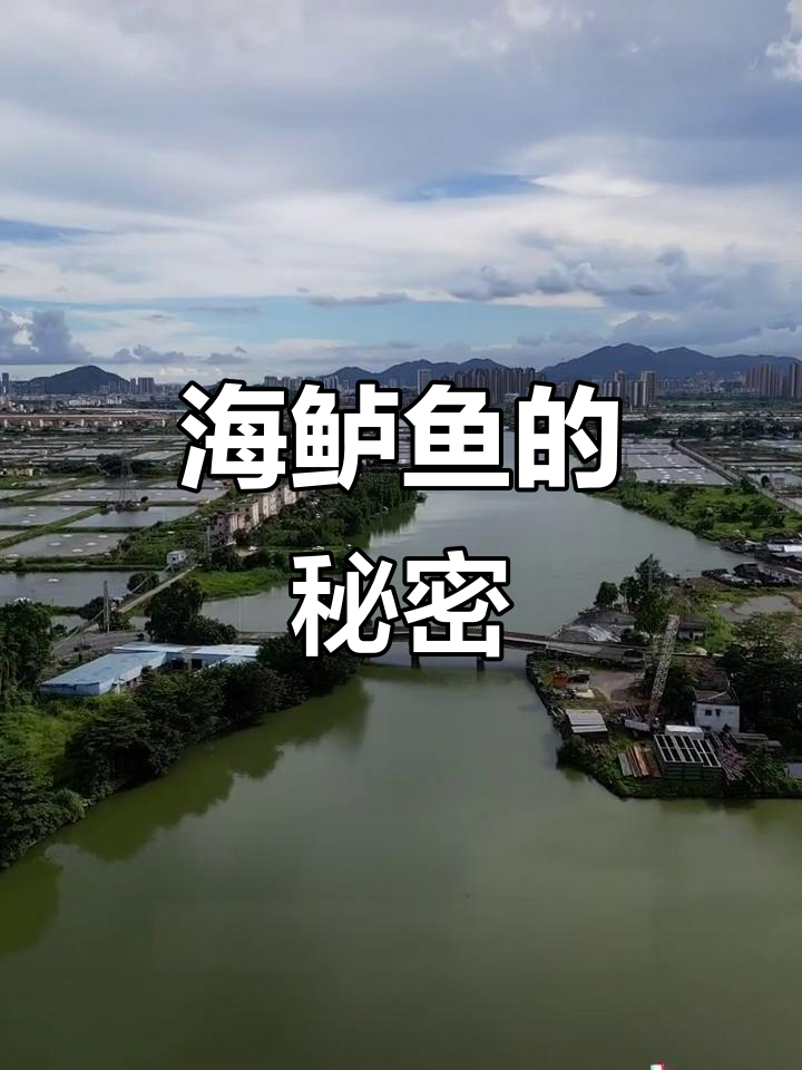 天生河淡水引入，白蕉海鲈鱼独特风味，地理标志产品