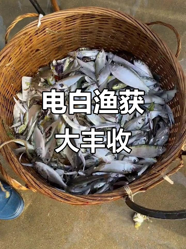 茂名电白渔获满满，辣味十足让人停不下来