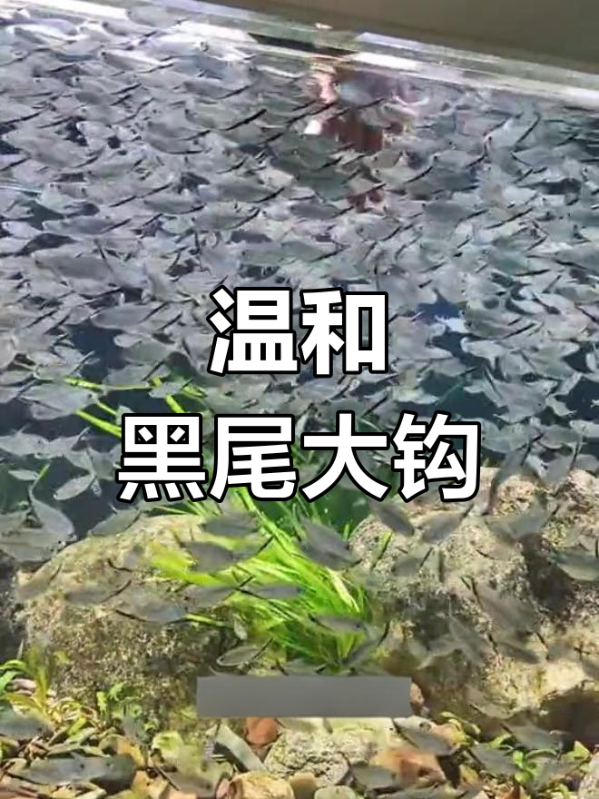 黑尾大钩鱼:小型观赏鱼的完美选择