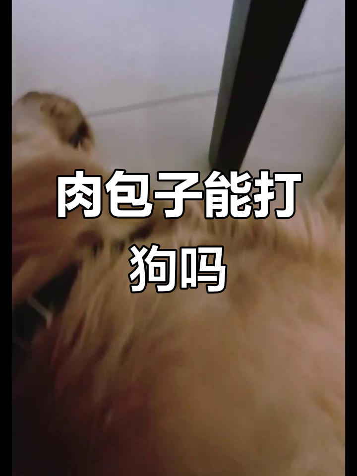 肉包子打狗,真相竟然是这样!