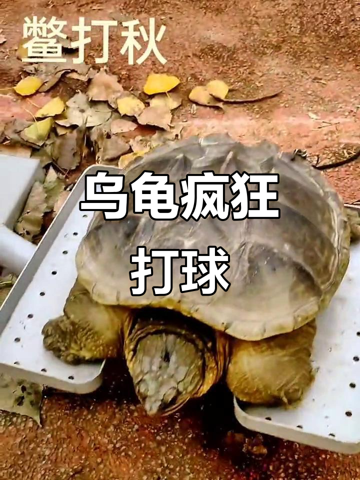 龟打秋搞笑瞬间,笑到不行!