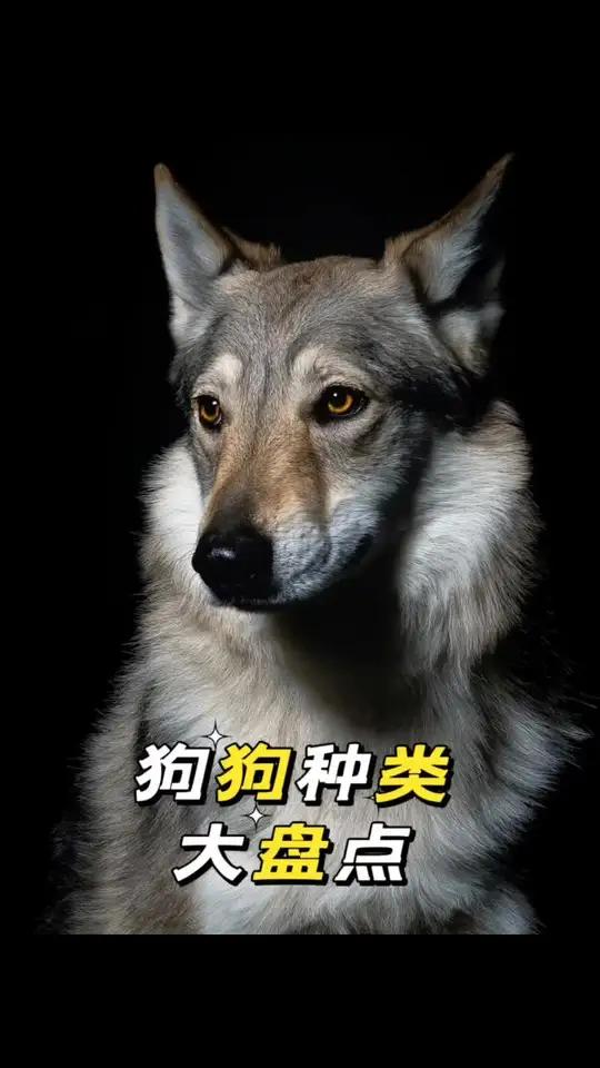 狗狗种类大盘点，你认识几种