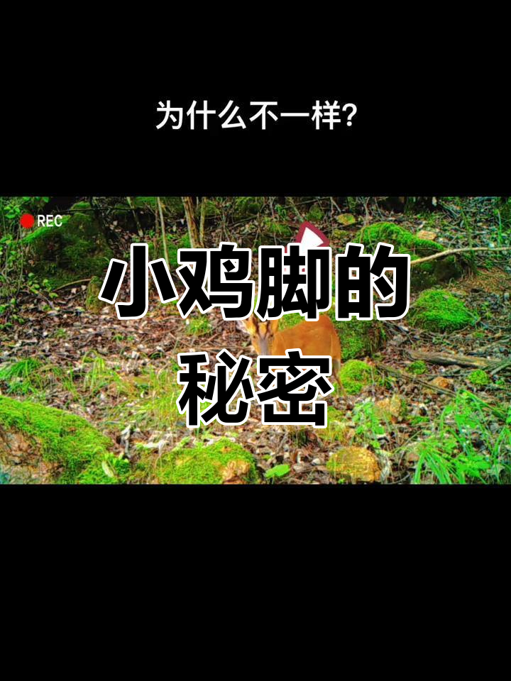 为什么小鸡的脚不一样?这种差异竟然是这样!