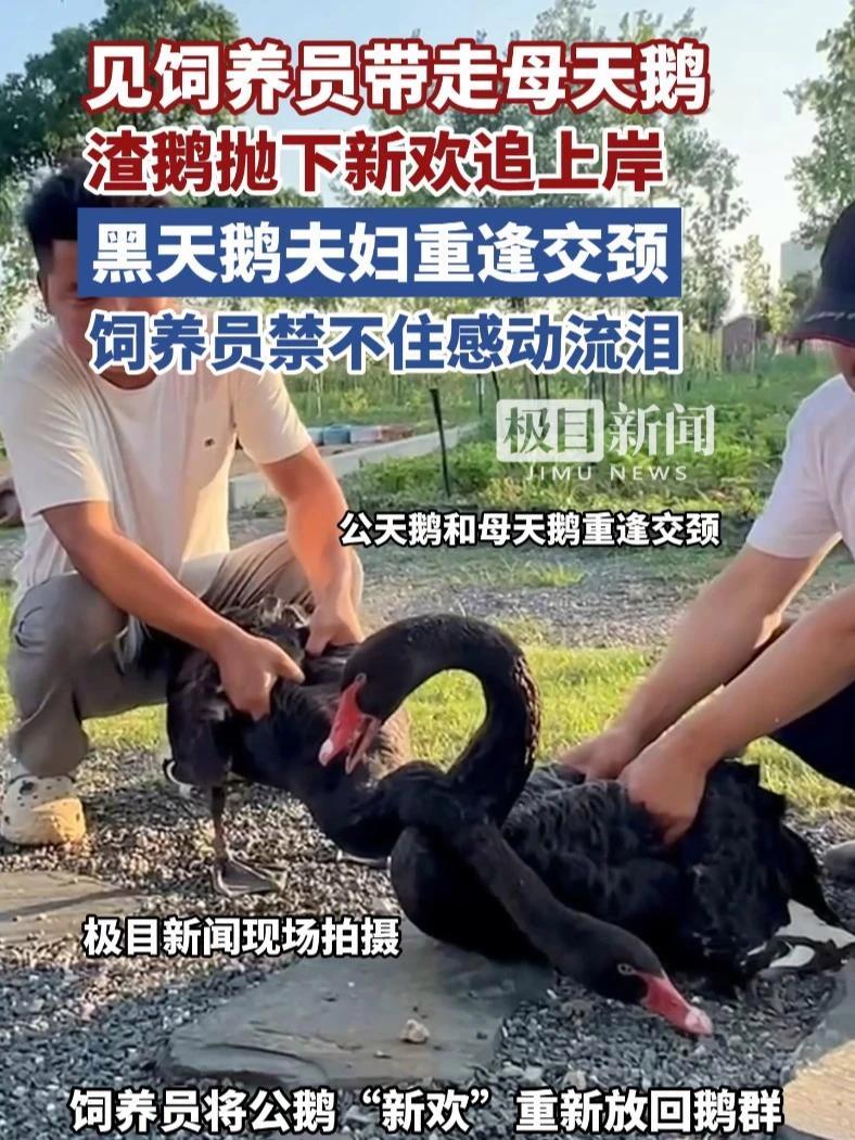 见饲养员带走母天鹅,渣鹅抛下新欢追上岸,黑天鹅夫妇重逢交颈,饲养员禁不住感动流泪(原创采访