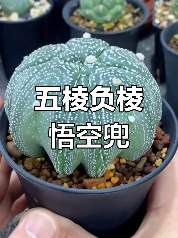 稀有五棱负棱悟空兜,海星体多肉植物解析
