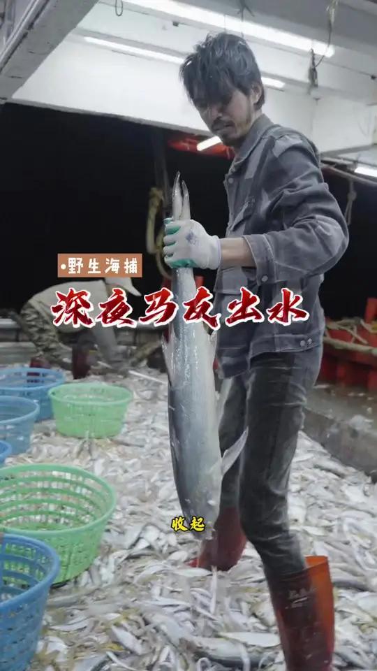 顺风鱼出水全过程……