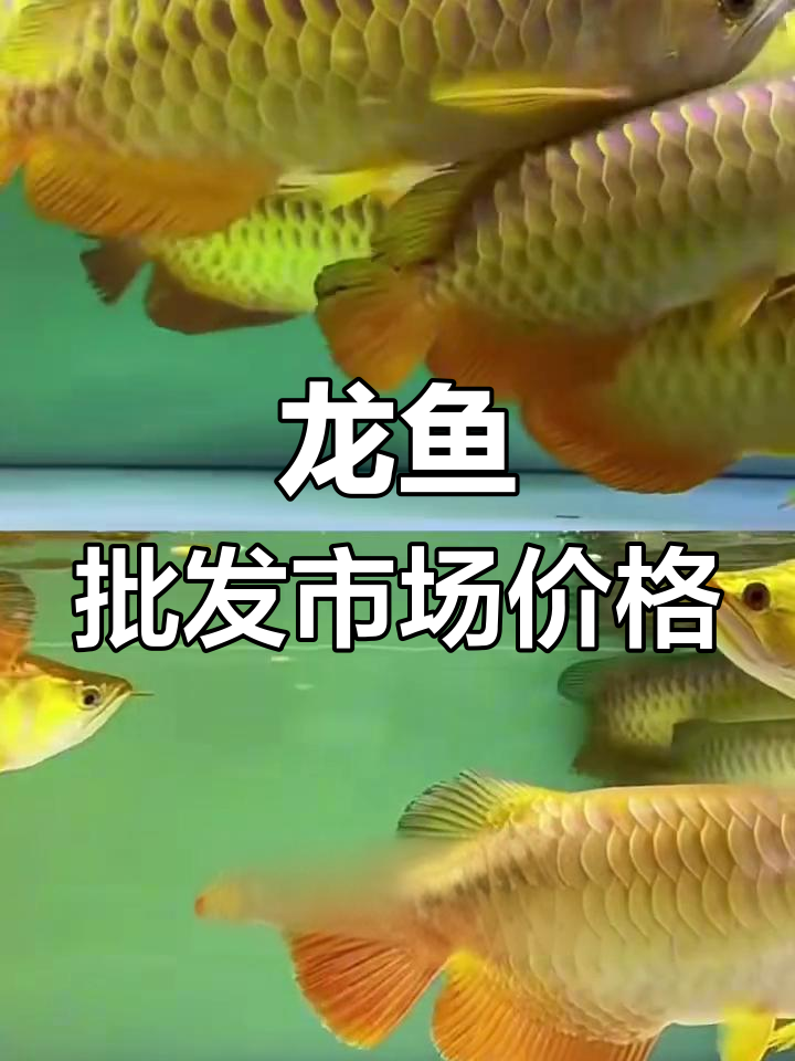水族批发市场龙鱼价格大揭秘,超值精品等你拿