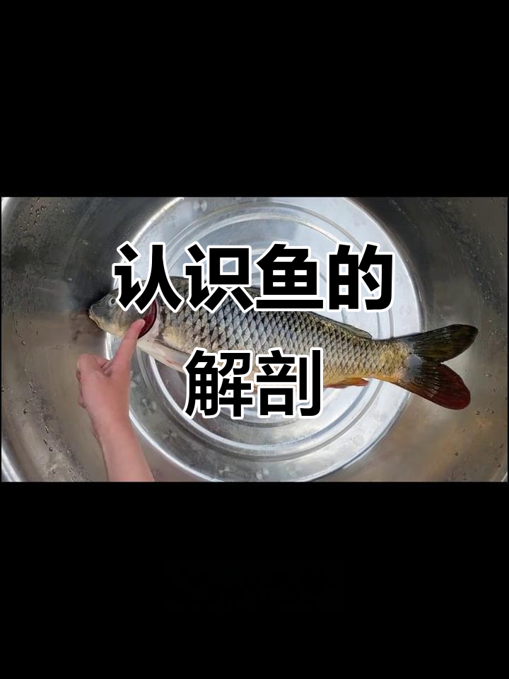 鱼的身体结构揭秘：从头部到尾部的细节解析