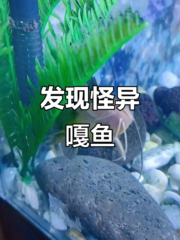 北方河流中的神秘嘎鱼,脑袋八须像鲶鱼