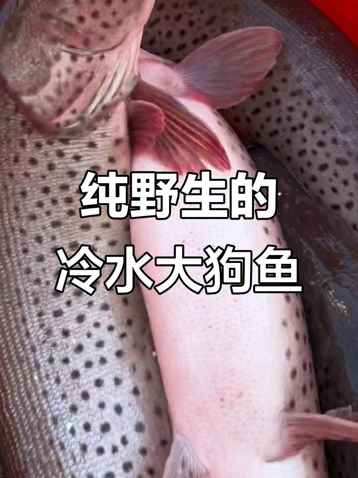 乌苏里江野生黑斑狗鱼,肉质鲜美无刺,十斤起步!