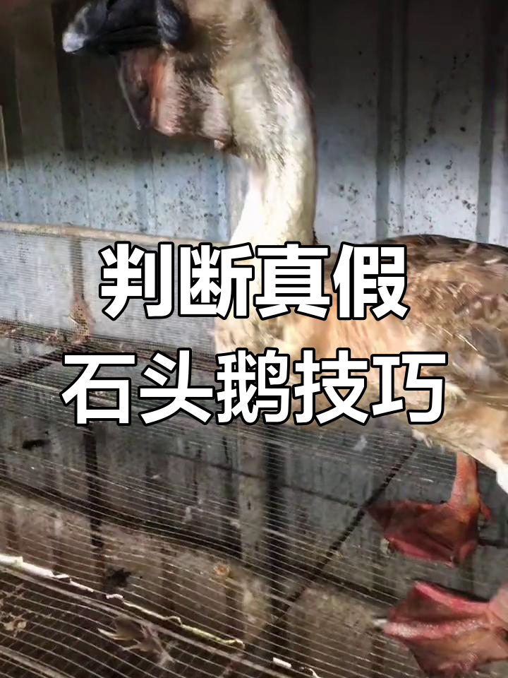 如何挑选纯种狮头鹅苗,避免买到假货