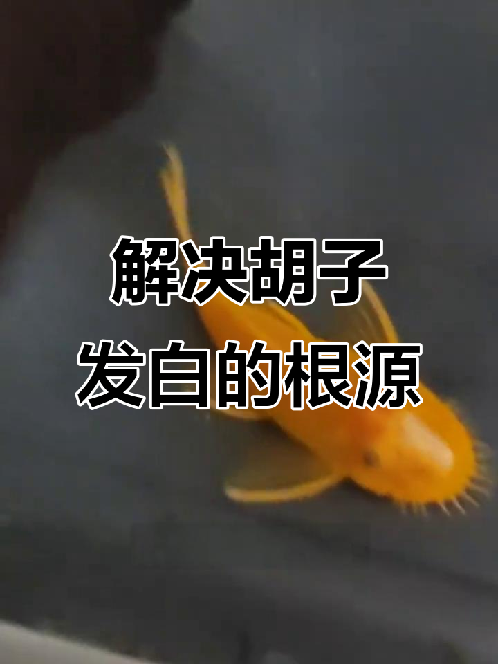 黄金大胡子发白原因分析,水质、温度变动都要注意