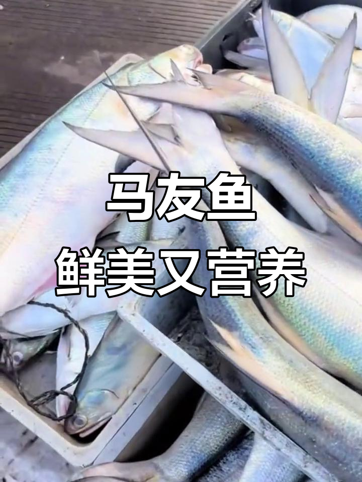 岭南第一鱼：马友鱼的独特美味与营养价值