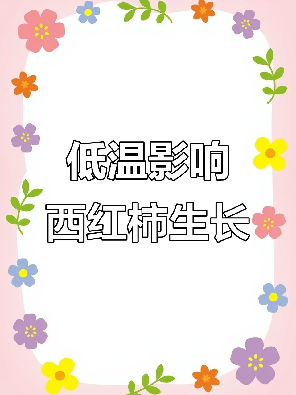 西红柿低温障碍:如何应对冻害问题