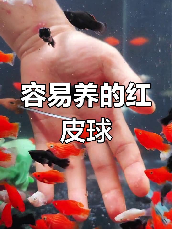 孔雀鱼的一生:从诞生到繁殖