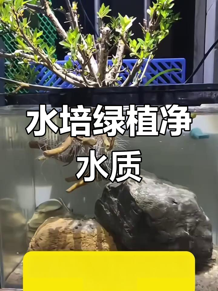 鱼缸水培植物,轻松净化水质,打造生态鱼缸