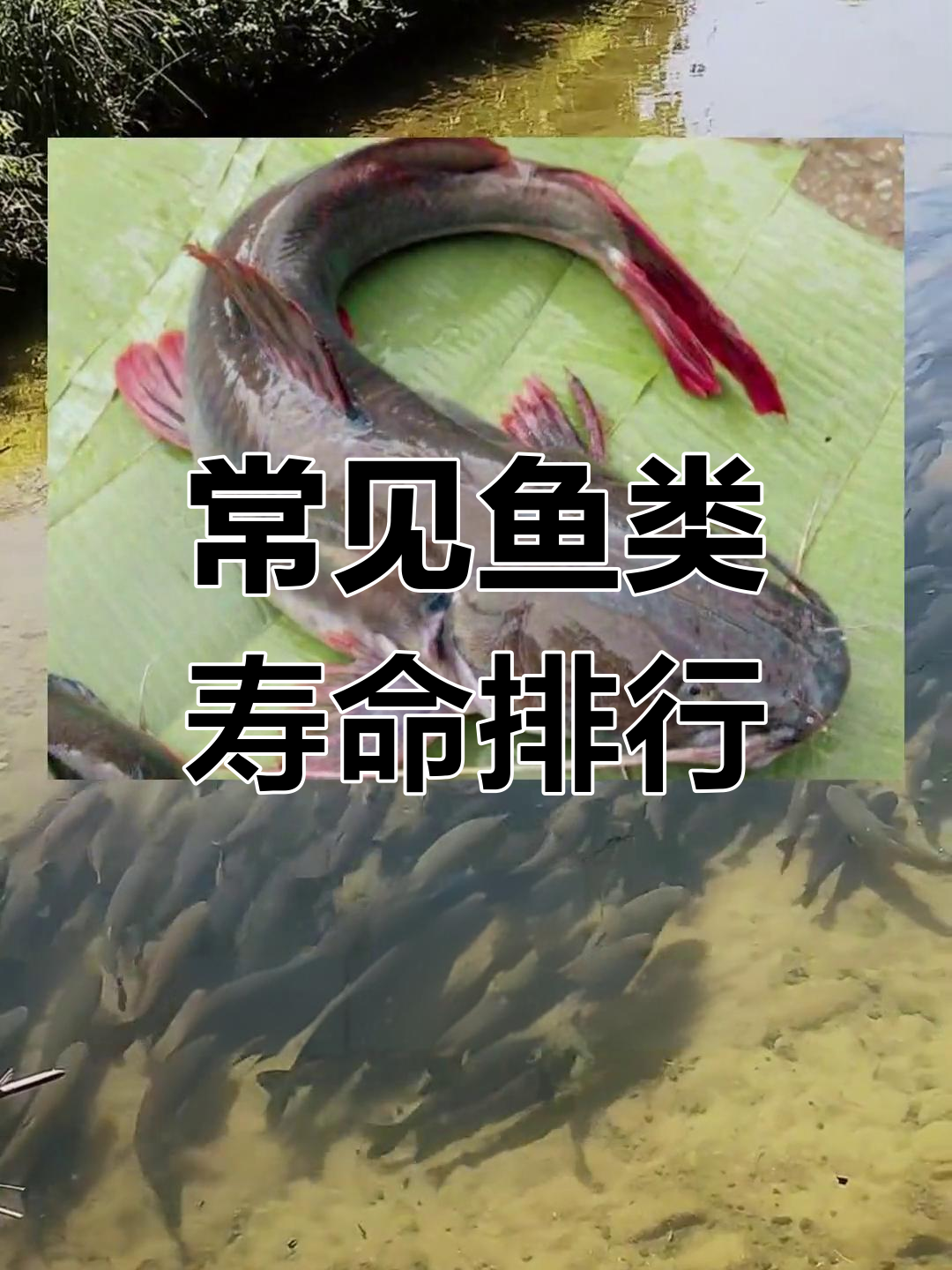 淡水鱼寿命排行榜,第一名竟能活百年