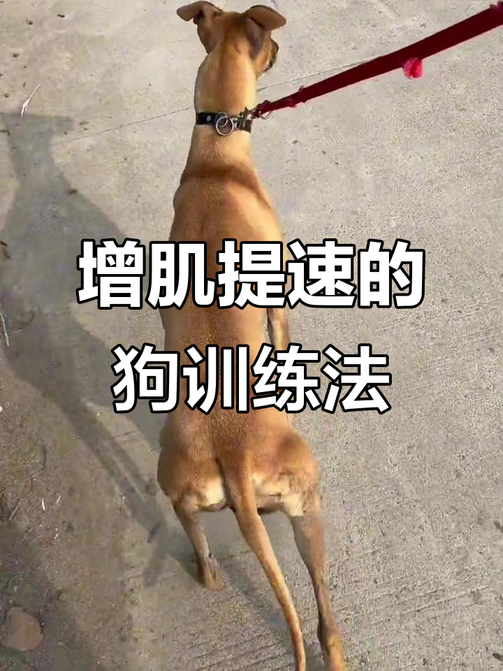 如何通过力量训练提升狗狗速度与体力，高蛋白食物助力肌肉增长