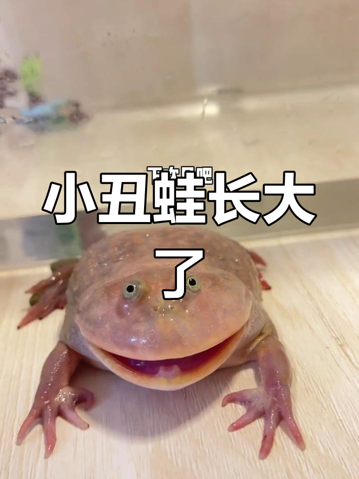 小丑蛙半年大变样,生气时竟然这么搞笑!