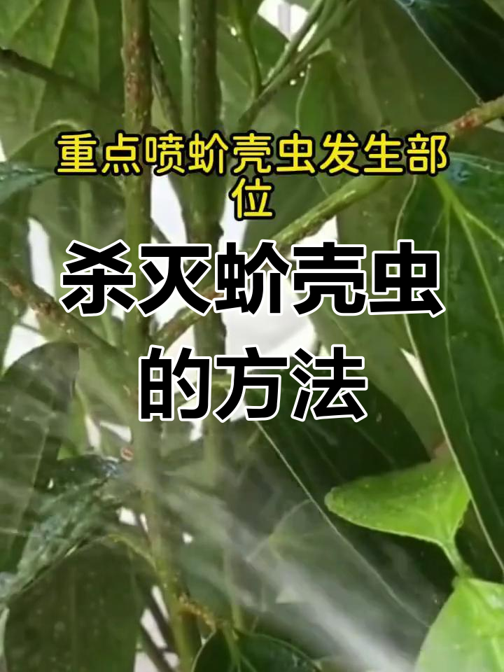 鸭脚木叶片上的棕色凸起物是蚧壳虫造成的