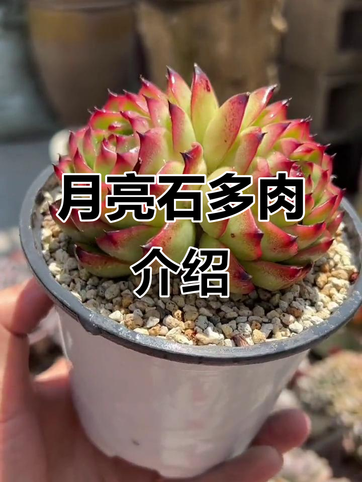 月亮石：冬云系杂交多肉植物，叶片变色惊艳