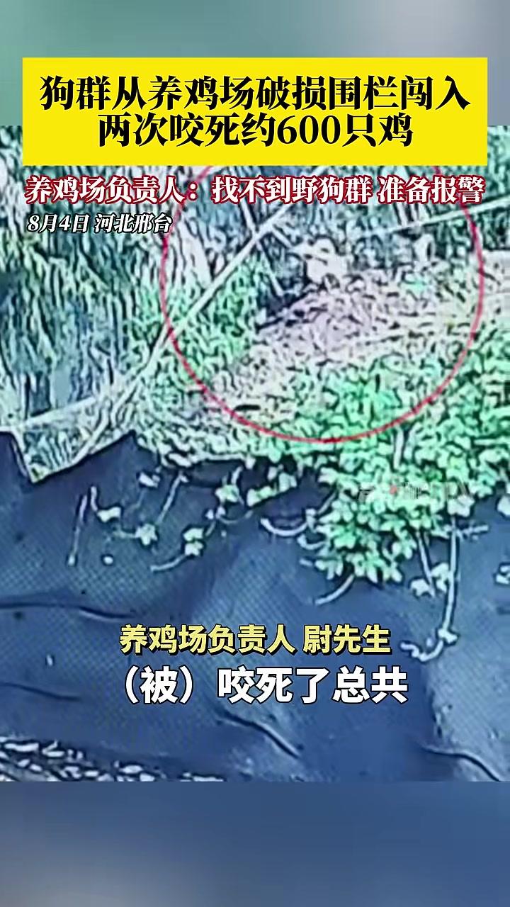 狗群入侵养鸡场咬死600只鸡，养鸡场负责人：已修补养鸡场围栏破损处，找不到野狗群，准备报警